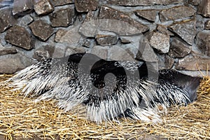 Few Porcupines Hystricidae sleeping on yellow dry straws
