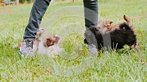 A few puppies fun running on the grass for the owner. Play with cute pets in the yard