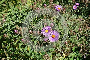 Few purple flowers in the leafage of New England asters photo