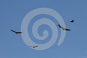 Few of raptor Andean Condor (Vultur gryphus) in flight with blue background