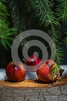Few red apples lying on old stump tree under green branches of fir tree with white snow. Christmas winter background