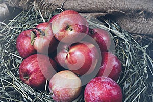 Few red fresh ripe apples on a background of green dry grass, fruit on rustic grass, useful natural food on wood planks, diet brea