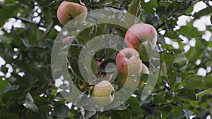 A few red-green apples hang from an Apple tree branch