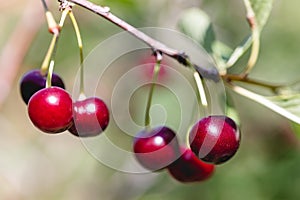 A few red ripe cherries hanging on a branch of a cherry tree