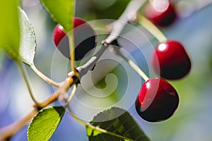 A few red ripe cherries hanging on a branch of a cherry tree