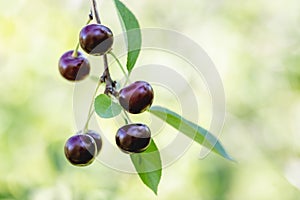 A few red ripe cherries hanging on a branch of a cherry tree