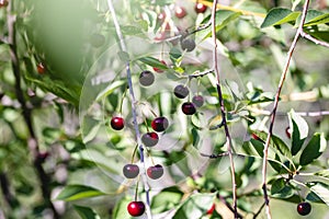 A few red ripe cherries hanging on a branch of a cherry tree