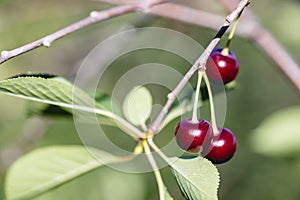 A few red ripe cherries hanging on a branch of a cherry tree