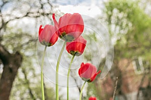 Few red tulips in spring garden