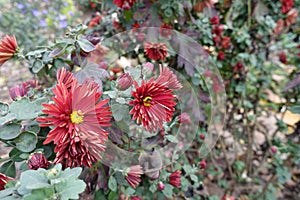 Few red and yellow flowers of Chrysanthemums