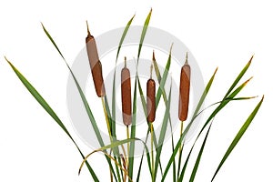 Few reeds and cattail dry plant isolated white background