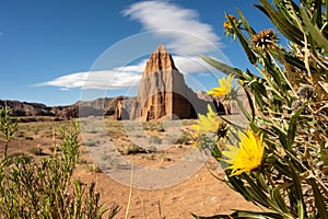 Few Remaining Blooms On Sunflower Plant With Temple Of The Sun In The Distance