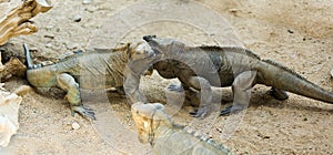 Few Rhinoceros iguanas