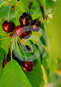 Few ripe cherry hanging on tree branch
