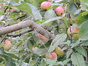 A few ripe red-green apples on a thick branch among the leaves