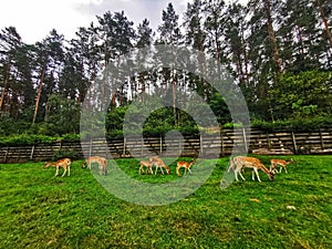 Few roe deer eating in the meadow