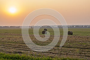 A few round bales of yellow hay in a field at sunset. Harvesting hay for the household