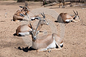 Few Saharian Dorcas Gazelles on sand