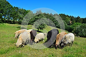A few sheep grazing in a meadow in Bavaria