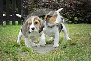A few small beagle puppies