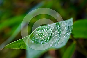 A few small drops of water are hanging on the leaves of the bamboo tree and on the small branches photo