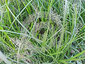 Few small spore middle of some green colored bush on fresh soil,growing beautifully