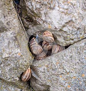A few snails on the rocks