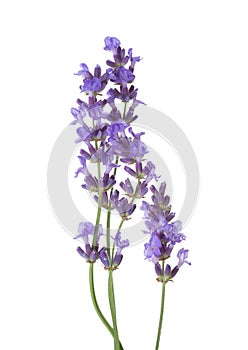 Few sprigs of lavender isolated on white background photo