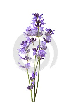 Few sprigs of lavender isolated on white background