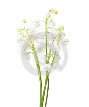 Few sprigs of Lily of the Valley isolated on white. photo