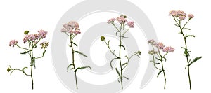 Few stems of yarrow witn flowers and green leaves isolated on white background