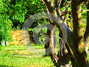 A few trees at the back of my yard