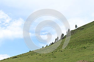 A few trees lining up the slope in the green hills