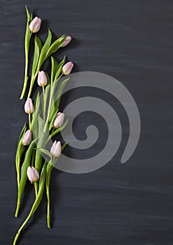 Few tulips flowers on dark chalcboard surface. Bouquet on a blur abstract background with copy space.