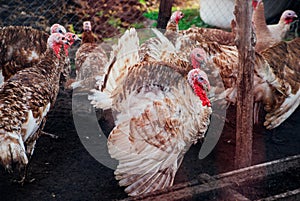 A few turkeys are walking around the yard. Rural area. Variegated, multicolored feathers.Turkeys in the barn go and eat