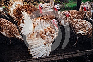 A few turkeys are walking around the yard. Rural area. Variegated, multicolored feathers.Turkeys in the barn go and eat