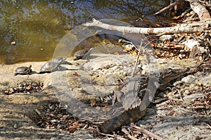 A few turtles and a Crocodile bask in the sun. photo