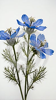 few twigs with small loveinamist isolated on white bac ai generated photo