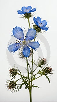 few twigs with small loveinamist isolated on white bac ai generated photo