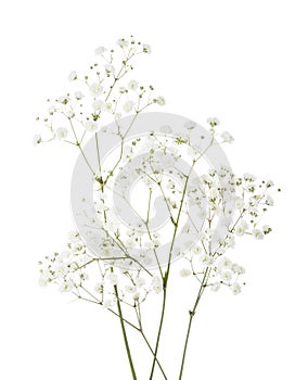 Few twigs with small white flowers of Gypsophila Baby`s-breath  isolated on white background photo