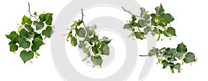 Few various branches of linden tree with seeds on white background