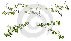 Few various spring tree branches with young green leaves on white background