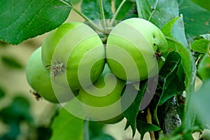 Few verdant green apples growing in the garden