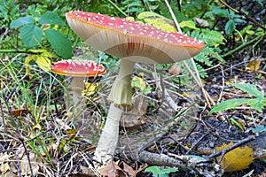 A few very large specimens of the Fly Agaric (Amanita muscaria) in the Clingendael park