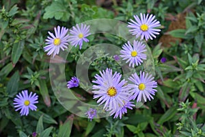 Few violet flowers of Michaelmas daisies in October