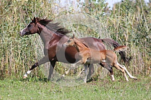 Few weeks old arabian foal with her mare galloping on pasture