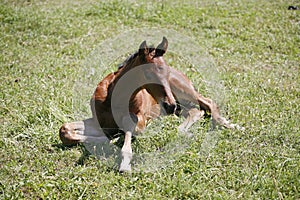 Few weeks old foal rests on the green field