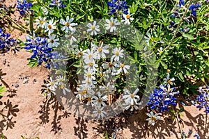 A Few White Blackfoot Daisies with Bluebonnet Wildflowers in Tex