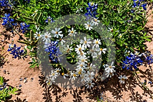 A Few White Blackfoot Daisies with Bluebonnet Wildflowers in Tex photo