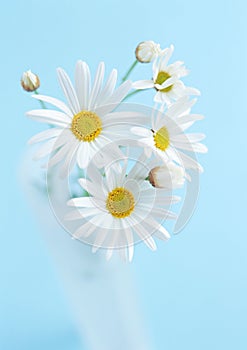 Few white sunflower flowers on blue background
